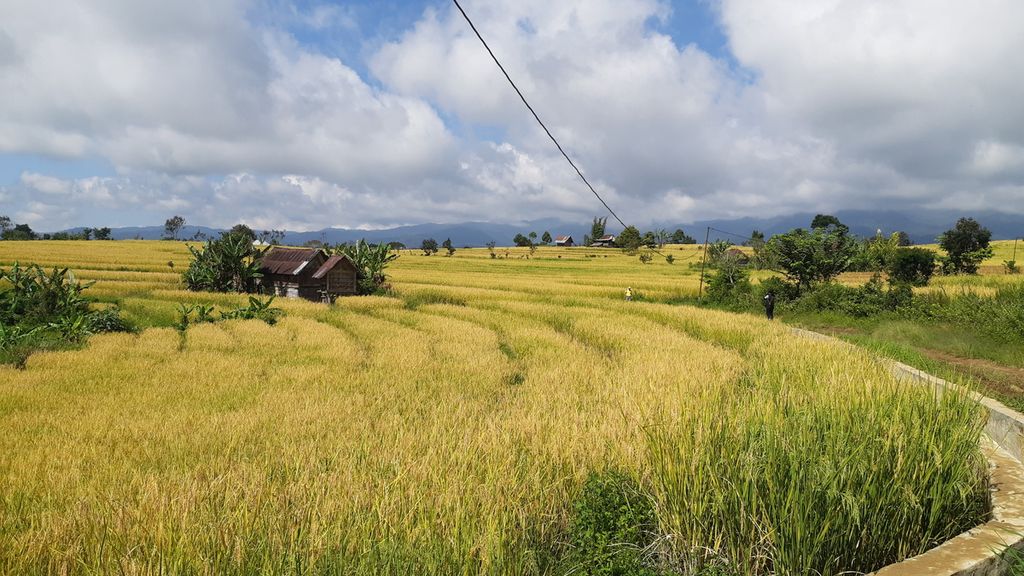 Hamparan sawah yang telah menguning di Dusun IV, Desa Cahaya Alam, Kabupaten Muara Enim, Sumatera Selatan, Selasa (19/7/2022). Selain menanam kopi dan sayur-mayur, warga dusun IV juga menanam padi untuk kebutuhan hidup mereka sehari-hari.