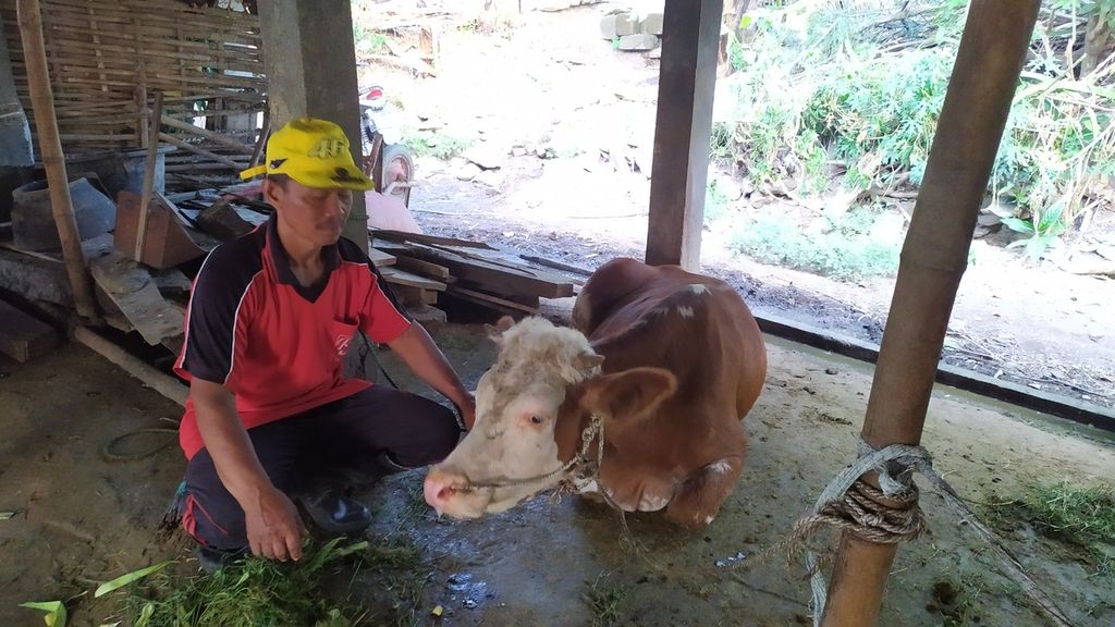 Harsono (60), peternak Desa Mondoluku, Kecamatan Wringin Anom, Kabupaten Gresik, Jawa Timur, berada di sisi sapinya yang terpapar penyakit mulut dan kuku (PMK), Selasa (21/6/2022). Seluruh sapi di kandang Harsono terpapar virus menular itu menjelang Idul Adha yang jatuh pada 10 Juli 2022.