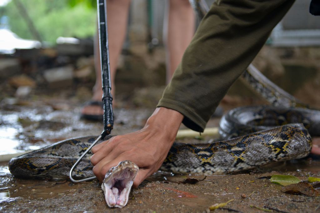 Salah satu ular sanca kembang (<i>Malayopython reticulatus</i>) yang diselamatkan dari permukiman warga dipindahkan ke salah satu kandang di Pusat Informasi, Edukasi, dan Penanggulangan Satwa Liar, Jakarta Utara, Kamis (29/12/2022). 