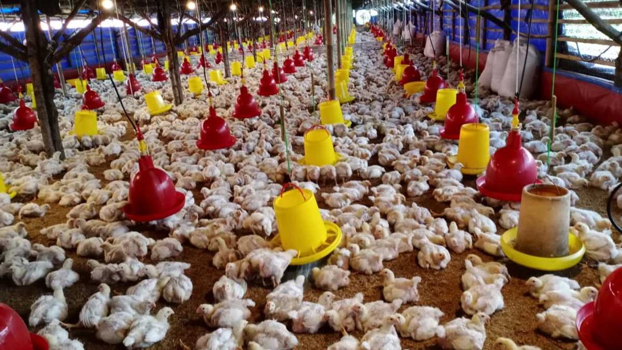 Menolak Ayam Ditembat Disambar Elang
