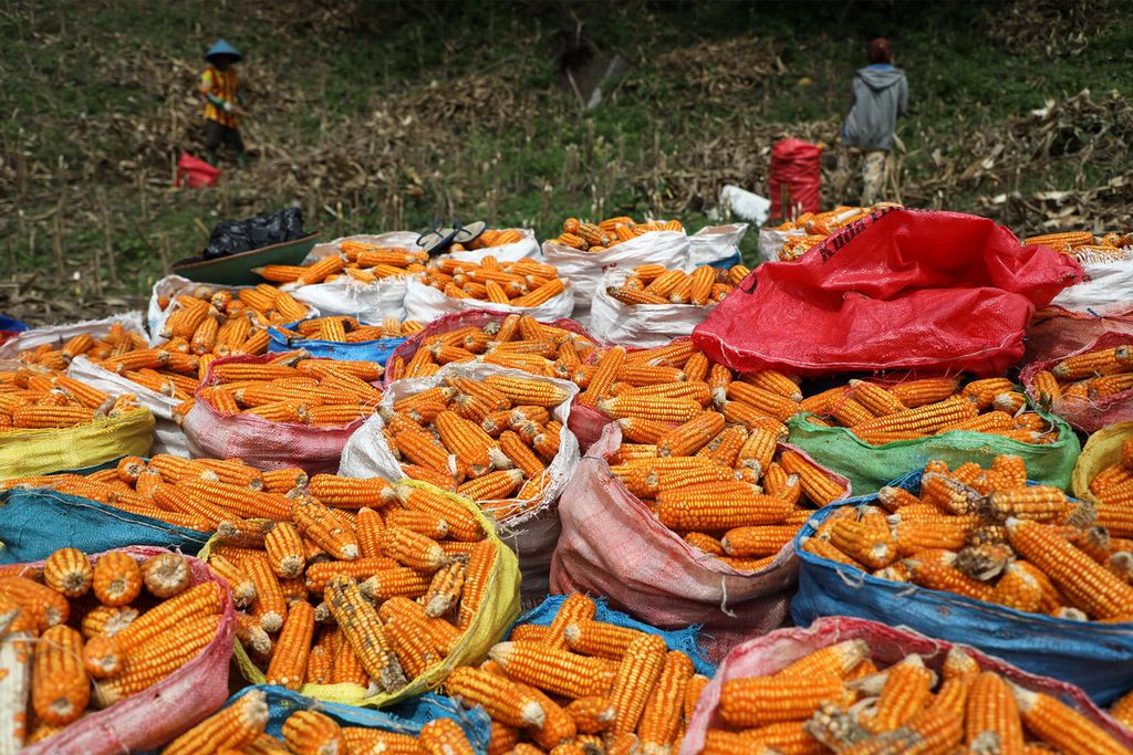 Warga memanen jagung di Kecamatan Boliyohuto, Kabupaten Gorontalo, Provinsi Gorontalo, Kamis (14/7/2022). 