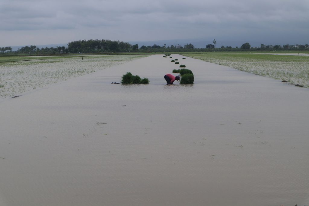 Petani berupaya menyelamatkan tanaman padinya yang terendam banjir di Suranenggala, Kabupaten Cirebon, Jawa Barat, Kamis (6/2/2020). Padi berusia di atas 25 hari itu terendam akibat hujan deras dan buruknya saluran pembuangan setempat. Saat musim kemarau, lahan tersebut dilanda kekeringan.
