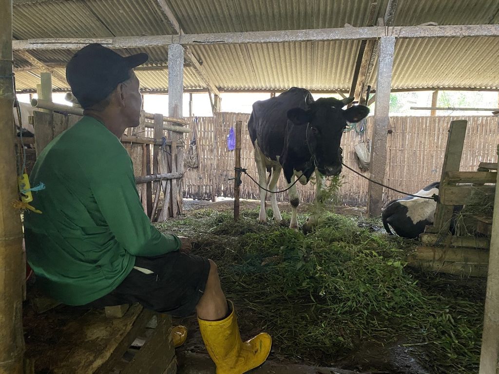 Peternak menunggui ternaknya yang terpapar penyakit mulut dan kuku (PMK) di sebuah kandang komunal di Kabupaten Semarang, Jawa Tengah, Kamis (2/6/2022).