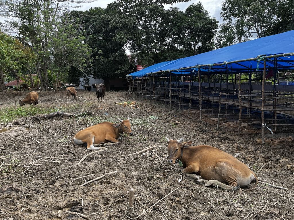 Puluhan sapi kurban digembalakan warga di Kendari, Sulawesi Tenggara, Sabtu (2/7/2022).