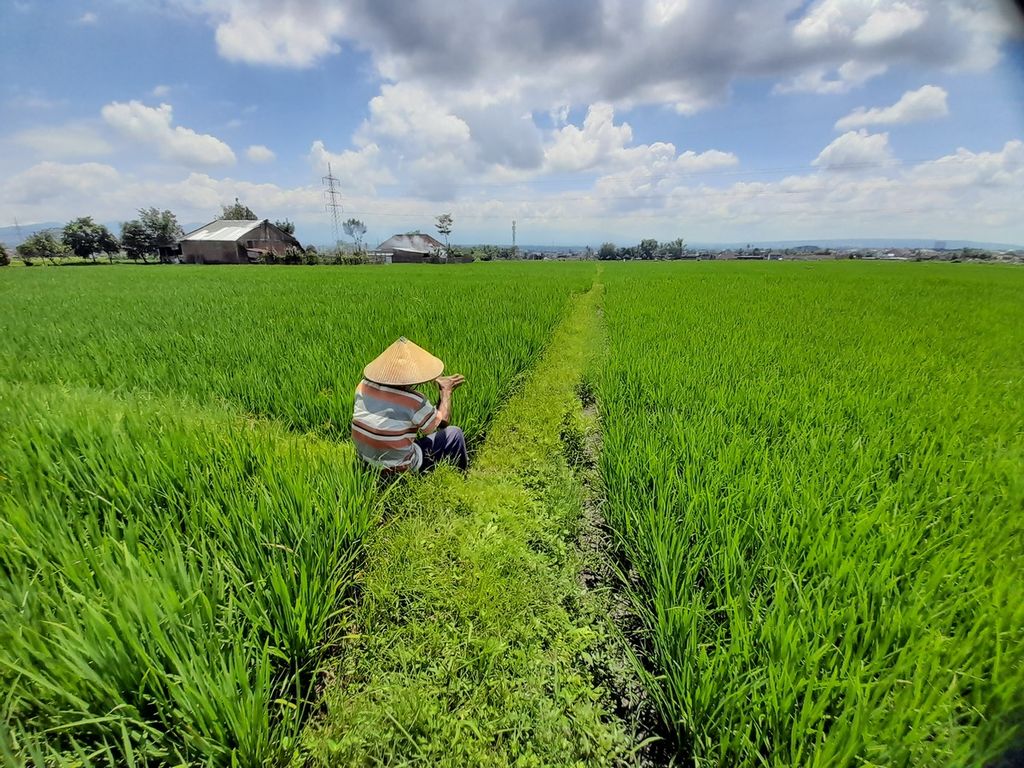 Pani (80), petani di Desa Lang-lang, Kecamatan Singosari, Kabupaten Malang, Jawa Timur, tengah menunggu tanaman padi miliknya, Kamis (1/12/2022).