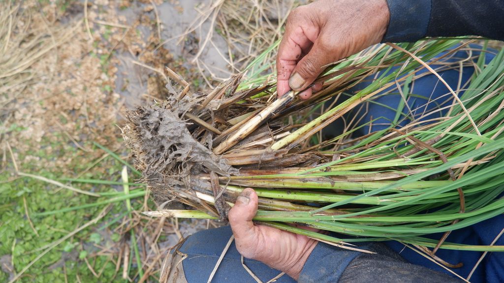 Mukrani (63), petani di Desa Malintang, Kecamatan Gambut, Kabupaten Banjar, Kalimantan Selatan, memperlihatkan tanaman padi di sawahnya yang terserang virus tungro, Selasa (10/5/2022). 