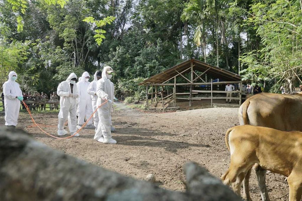 Petugas menyemprotkan disinfektan di kandang ternak sapi di Kabupaten Aceh Tamiang, Aceh, Kamis (12/5/2022). Aceh Tamiang ditetapkan sebagai daerah wabah PMK dengan 2.555 ternak terjangkit.