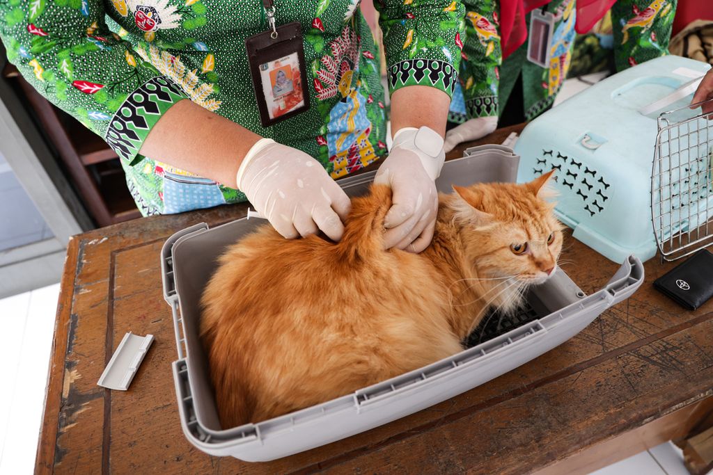 Seekor kucing peliharaan warga mendapatkan vaksin rabies gratis di RPTRA Anggrek, Kelurahan Bintaro, Kecamatan Pesanggrahan, Jakarta Selatan, Kamis (26/1/2023). 
