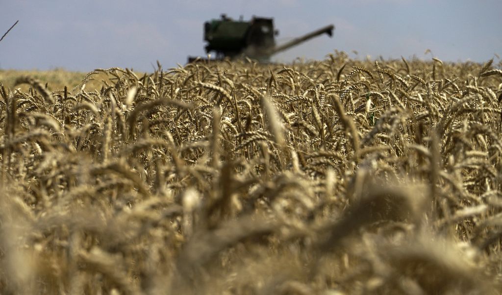 This photograph taken on July 31, 2022 shows a grain combine harvester collecting wheat near Novoazovsk outside Mariupol, amid the ongoing Russian military action in Ukraine. 