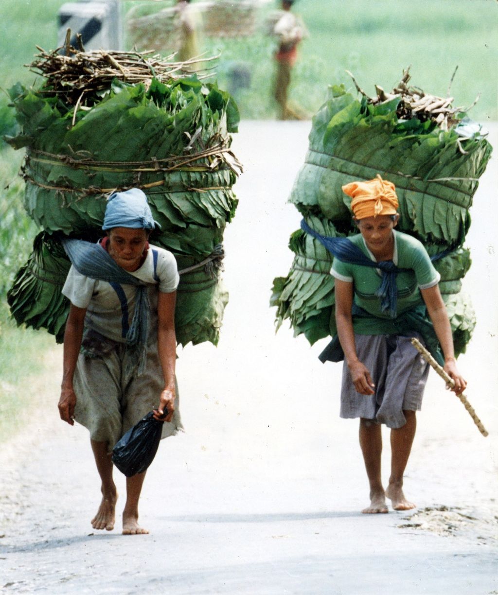 Sekitar 41 persen wilayah Kabupaten Bojonegoro, Jawa Timur atau seluas 50.145, 40 hektar merupakan kawasan hutan yang menghasilkan kayu jati terbaik di Pulau Jawa. Namun kawasan tepi hutan ini, masih merupakan kantung kemiskinan yang kondisi penduduknya masih berada di bawah garis kemiskinan. Dua wanita pencari daun jati di wilayah Kecamatan Malo ini misalnya, setiap hari harus menempuh perjalanan sekitar 15 km untuk memperoleh nafkah sebesar Rp 1.500 dari hasil penjualan daun jati yang mereka jual di pasar sebagai pembungkus (17/7/1993).