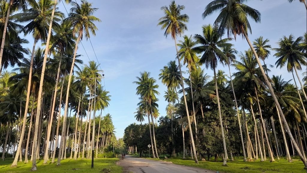Dari kejauhan, seorang pengendara sepeda motor tengah melintas di Jalan Darupa-Sangowo di Kabupaten Pulau Morotai, Maluku Utara. Kiri-kanan berhiaskan pohon kelapa, Juli 2022.