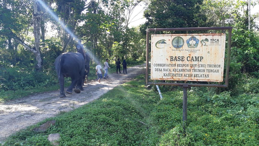 Gajah memasuki area Conservation Response Unit Trumon, Aceh Selatan, Aceh, Kamis (23/1/2019).