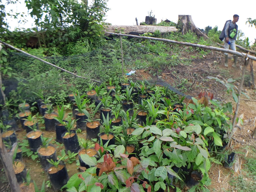 Demam sawit telah memicu alih fungsi di Taman Nasional Bukit Duabelas, Sarolangun, Jambi, (Sabtu (2/7/2022). Sebagian Orang RImba bertahan menanami hutan dengan konsep agriforestri demi menjaga kelstariannya.