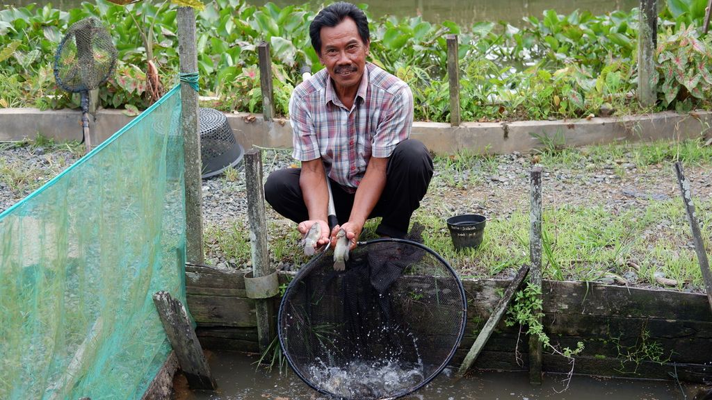 Syarkani Juhri (59), pembudidaya ikan, menunjukkan papuyu yang sedang dibudidayakan di Desa Karang Intan, Kecamatan Karang Intan, Kabupaten Banjar, Kalimantan Selatan, Selasa (22/11/2022). 