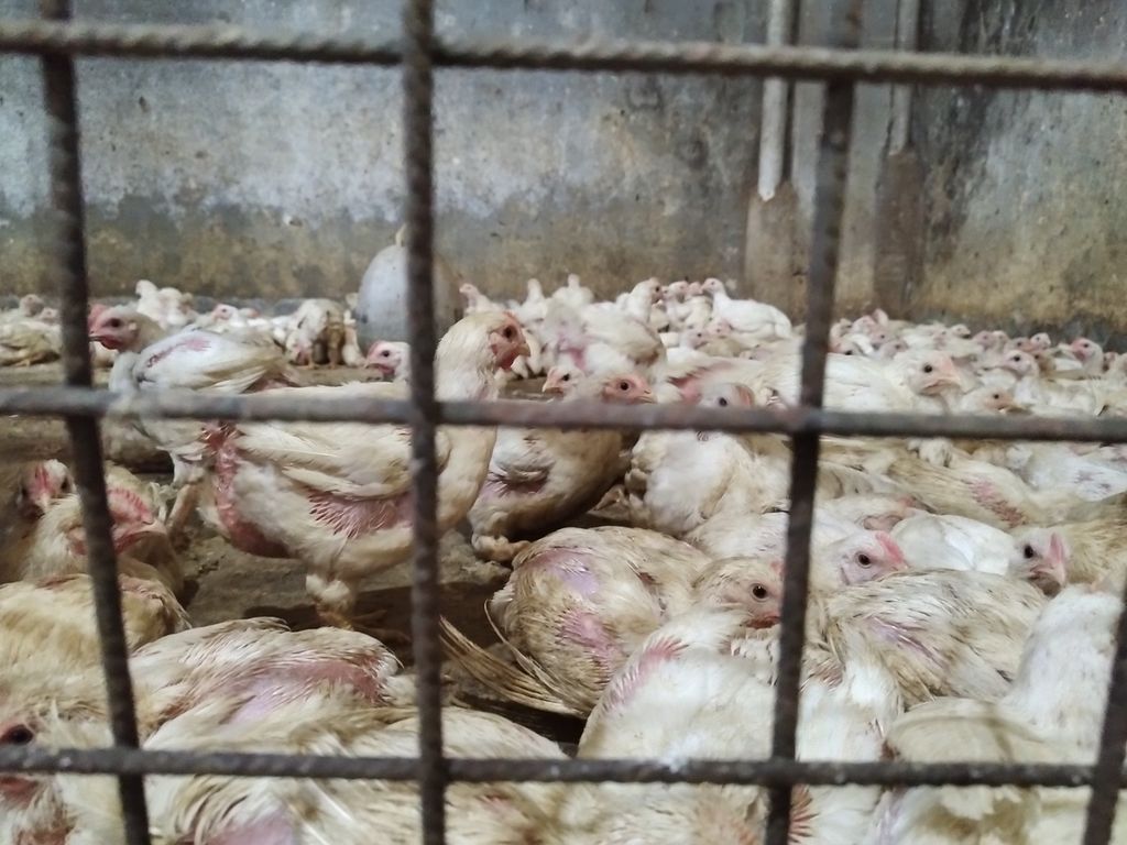 Ayam dari Sukabumi, Jawa Barat, tiba di salah satu tempat pemotongan ayam di Kecamatan Palmerah, Jakarta Barat, Sabtu (4/3/2023).