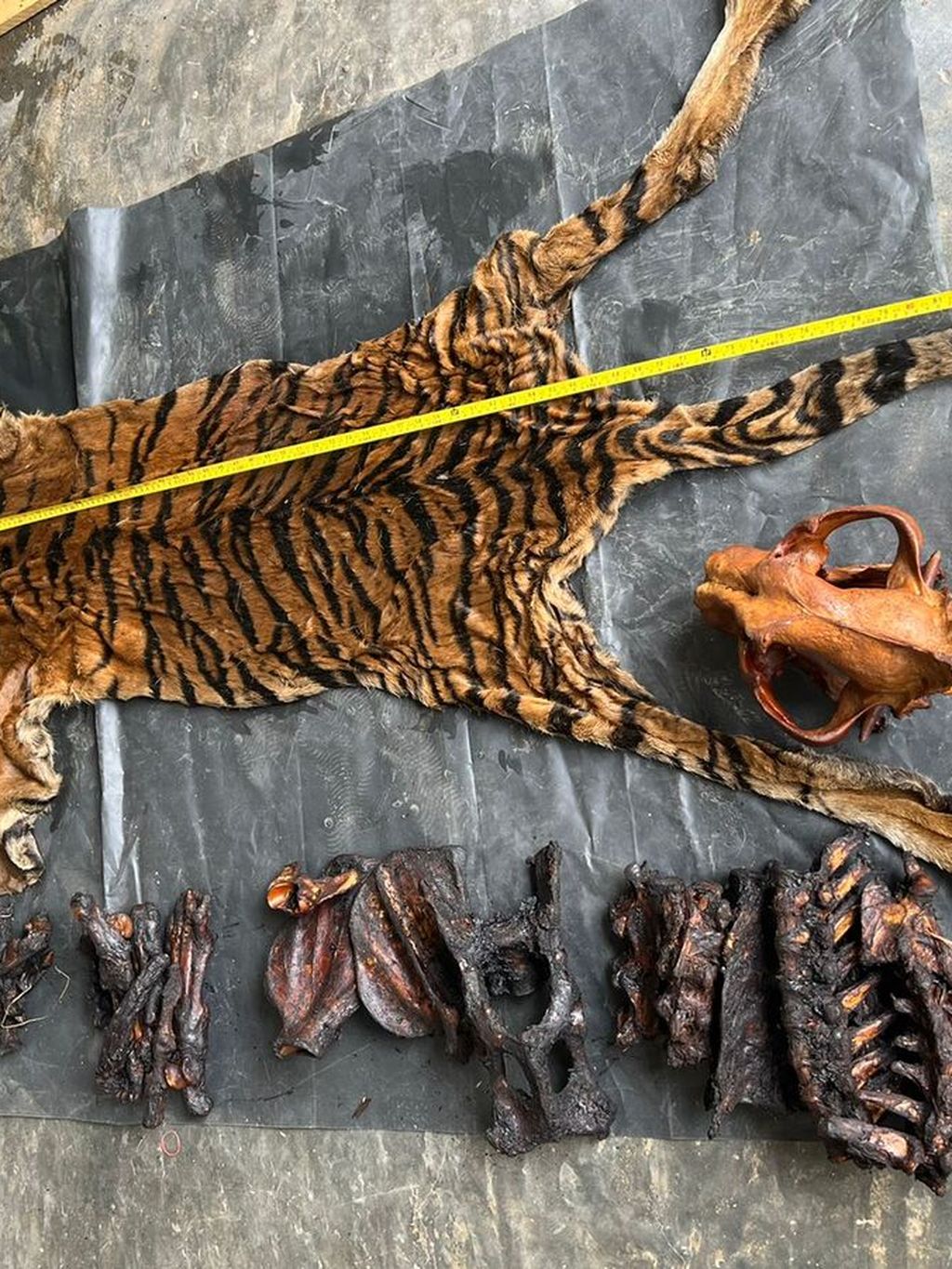 Barang bukti kulit harimau yang disita dari Ahmadi dan Supriadi, terduga pelaku perdagangan satwa lindung. Keduanya ditangkap dalam operasi perdagangan satwa lindung oleh petugas Balai Pengamanan dan Penegakan Hukum Lingkungan Hidup dan Kehutanan Wilayah Sumatera.