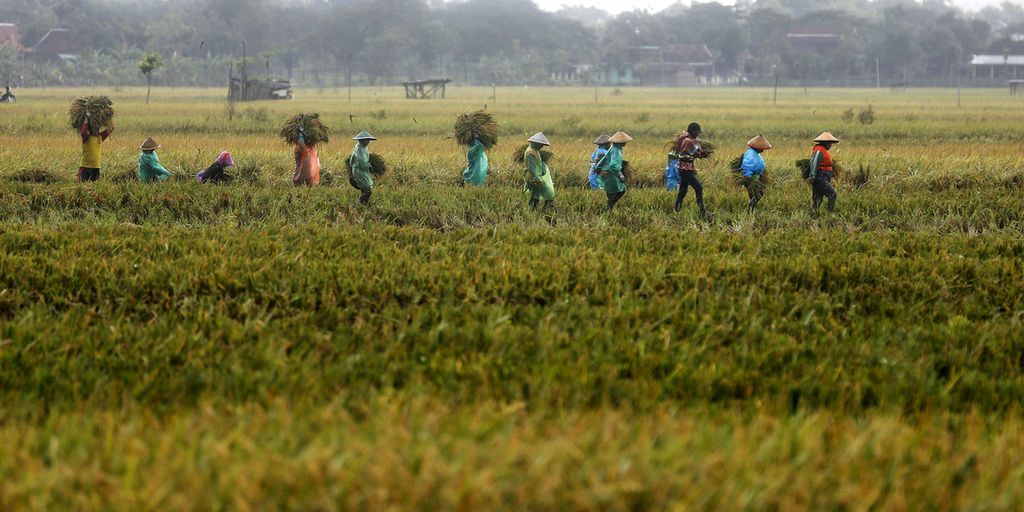 Buruh borongan meninggalkan sawah ketika turun hujan saat memanen padi di kawasan Karang Dungan, Kecamatan Tangkil, Sragen, Jawa Tengah, Rabu (1/3/2023). 