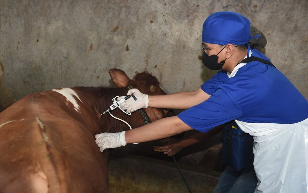 Petugas menyuntikkan vaksin penyakit kuku dan mulut (PMK) ke sapi perah di Kelurahan Bendul Merisi, Kecamatan Wonocolo, Kota Surabaya, Jawa Timur, Sabtu (25/6/2022). 