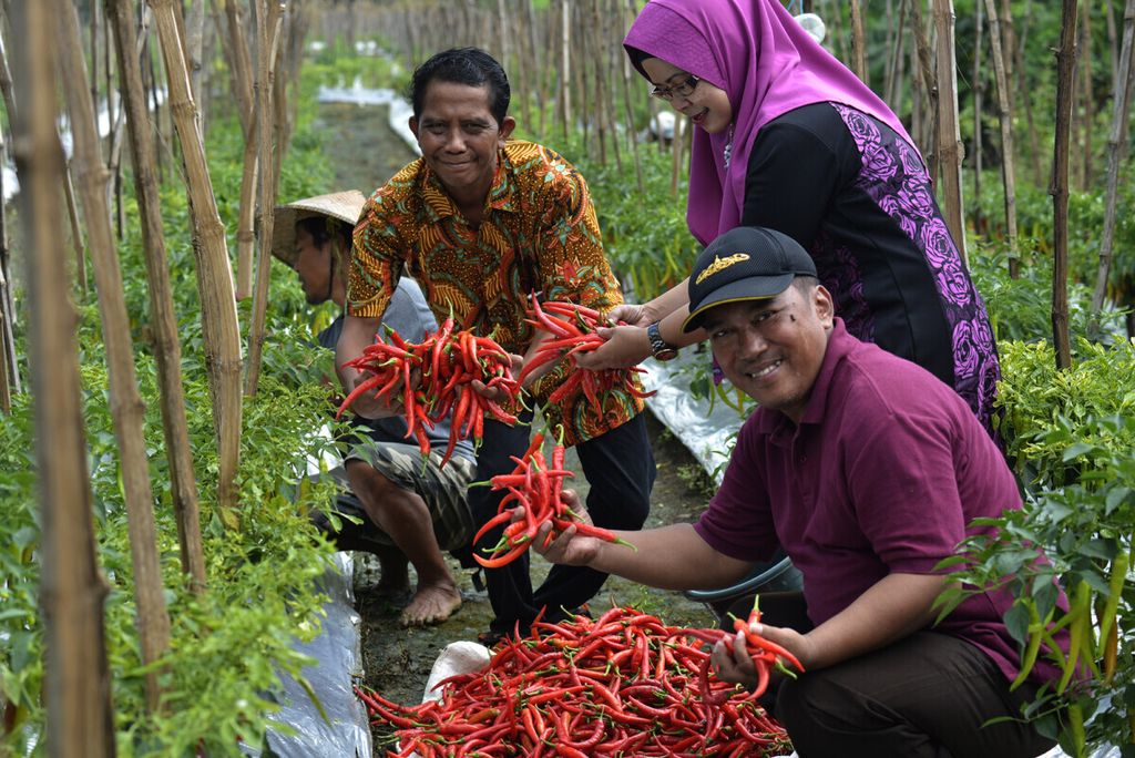 Panen cabai di lahan pertanian perkotaan di Sumur Welut, Kecamatan Lakarsantri, Surabaya, Rabu (20/2/2019).