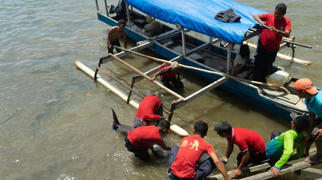 Lumba-lumba hidung botol ditemukan warga di Sungai Wanggu, Kendari, Sultra, sekitar pukul 09.00 Wita. Hewan ini ditemukan terjepit di antara bakau yang berada di sisi sungai.