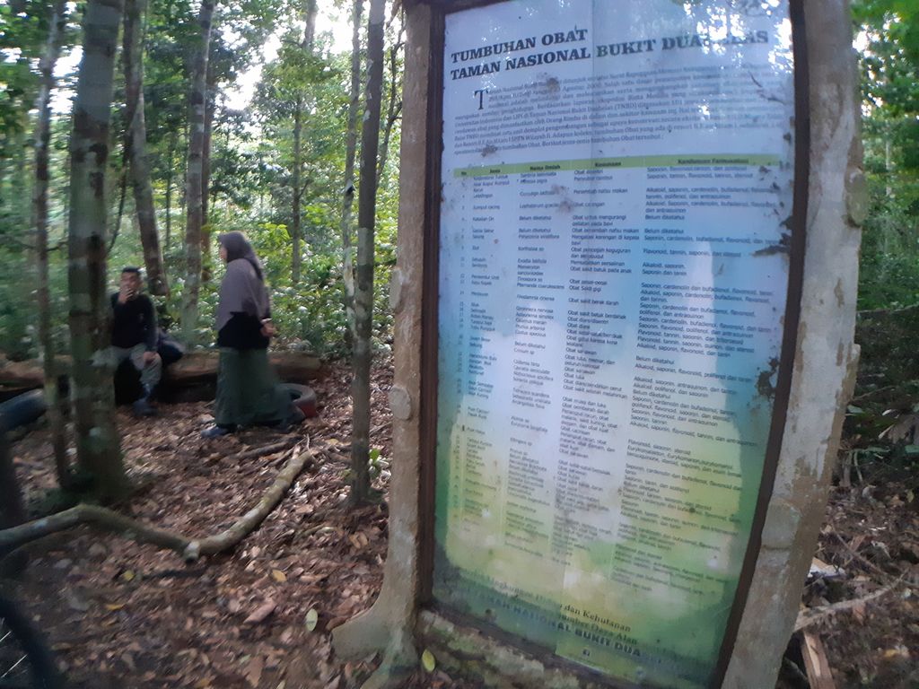 Petugas Balai Taman Nasional Bukit Duabelas mengecek kondisi demplot tumbuhan obat-obatan yang sering dimanfaatkan komunitas Orang Rimba, di TNBD, Kabupaten Sarolangun, Jambi, Minggu (3/7/2022). Pelestarian hutan perlu diperkuat sebagai ruang bagi komunitas pedalaman itu.