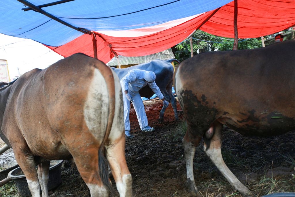 Petugas dari Dinas Ketahanan Pangan Kota Tangerang mengenakan <i>hazmat</i> saat melakukan pemeriksaan sapi yang dijual pedagang sapi musiman di kawasan Cipondoh, Kota Tangerang, Banten, Rabu (15/6/2022). PMK ditetapkan sebagai wabah oleh Menteri Pertanian pada 9 Mei 2022 dan kasusnya masih meluas.