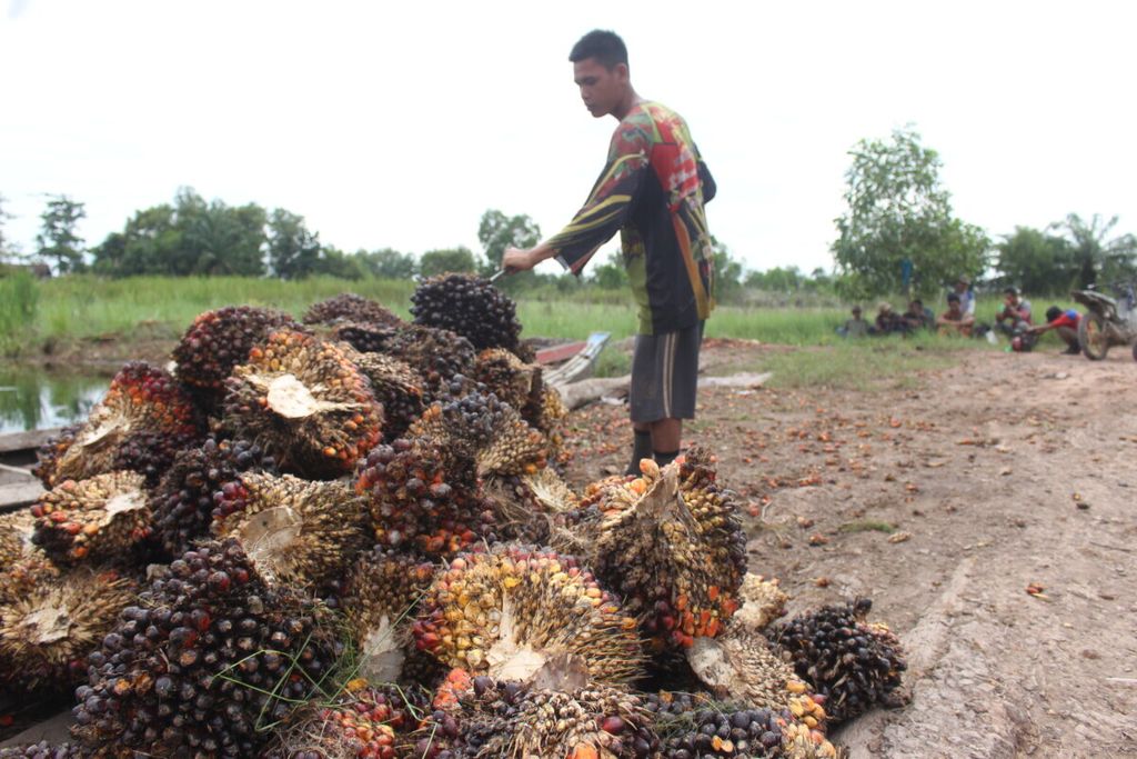 Petani sawit sedang memindahkan sawit di lahan perkebunan sawit di Desa Sukarami, Kecamatan Pemulutan, Kabupaten Ogan Ilir, Sumatera Selatan, Kamis (14/2/2019). Saat ini harga kelapa sawit sedang naik, tetapi petani masih terkendala masalah infrastruktur.