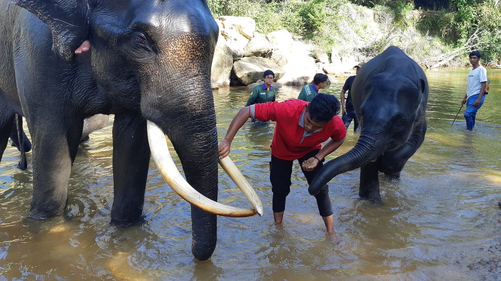 Petugas konservasi membersihkan gading gajah di Conservation Response Unit Trumon, Aceh Selatan, Aceh, pada Januari 2019.