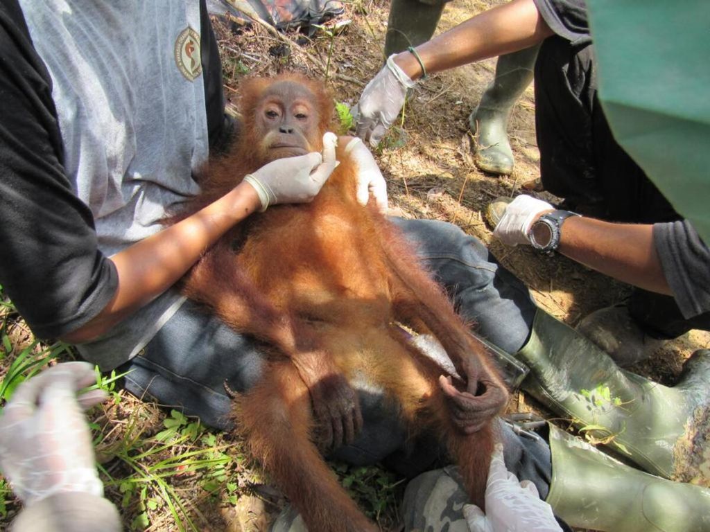 Pusat Informasi Orangutan (HOCRU-OIC) mengevakuasi orangutan yang terkurung di kebun sawit di Subulussalam, Aceh, Rabu (20/3/2019).