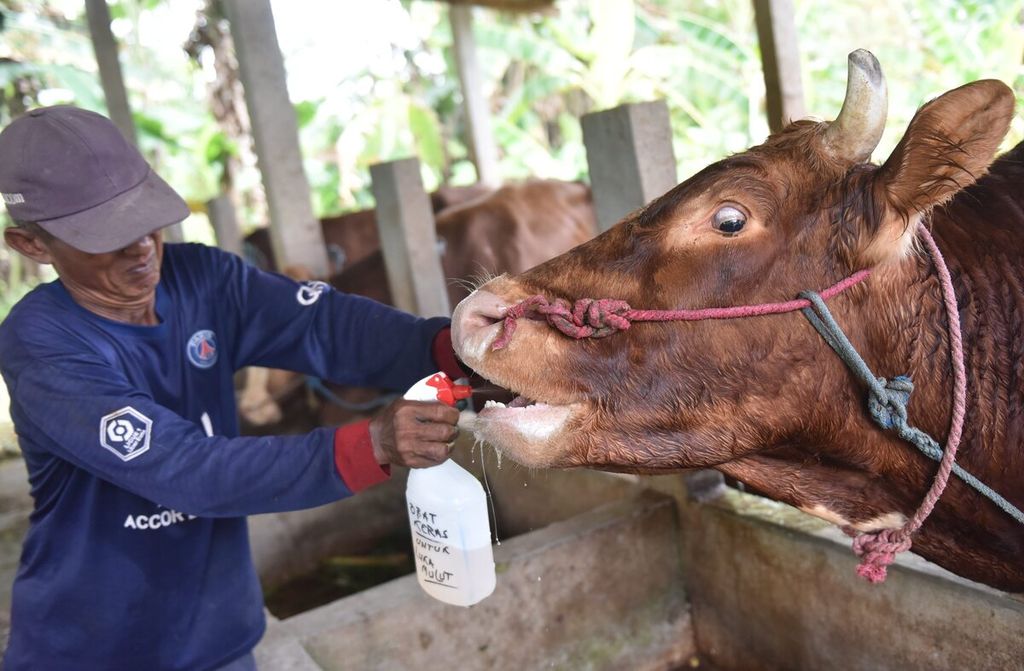 Winarto sprays medicinal liquid into the mouth of a cow infected with mouth and foot disease in Sembung Village, Wringinanom District, Gresik Regency, East Java, Wednesday (11/5/2022).