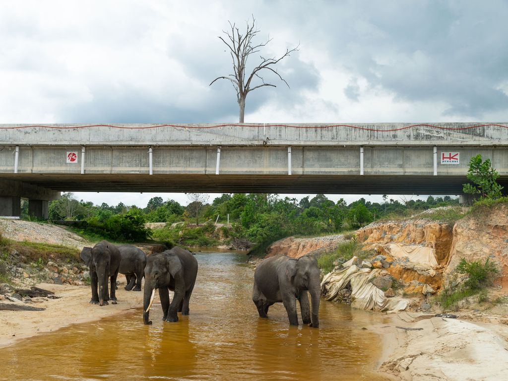 Empat ekor gajah binaan Pusat Latihan Gajah Minas melewati terowongan di bawah Jalan Tol Pekanbaru-Dumai, Provinsi Riau, Sabtu (4/12/2021). Jalan tol sepanjang 131 kilometer itu dilengkapi dengan lima terowongan yang telah didesain agar aman dilintasi gajah sumatera.