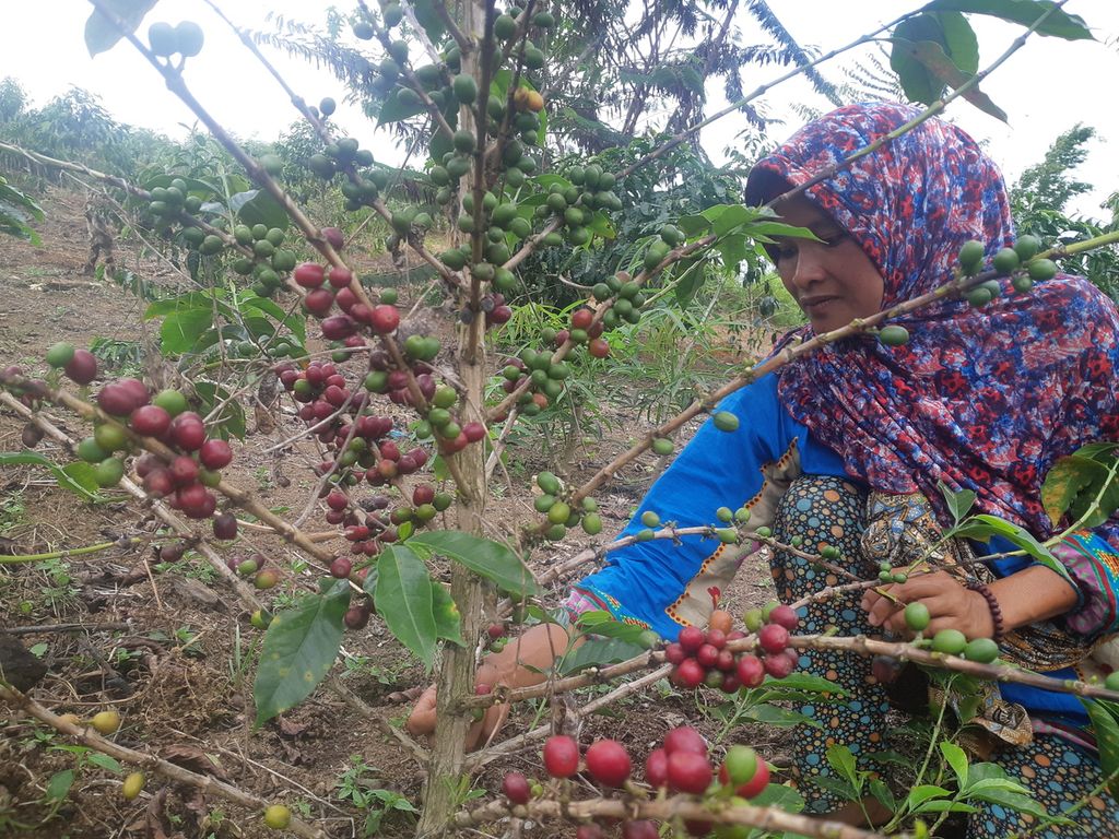 Yantiara (35) sedang memetik kopi arabika buah merah di salah satu demplot di Dusun IV, Desa Cahaya Alam, Kecamatan Semende Darat Ulu, Kabupaten Muara Enim, Sumsel, Selasa (19/7/2022). Kopi merupakan salah satu komoditas unggulan di dusun tersebut.