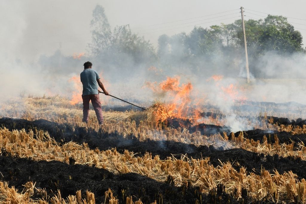 Petani di Amritsar, India, membakar jerami pada November 2022. India dipusingkan dengan keterbatasan dan mahalnya pupuk di pasar global. Keterbatasan itu, antara lain, dipicu rangkaian sanksi kepada Rusia, produsen utama aneka pupuk.