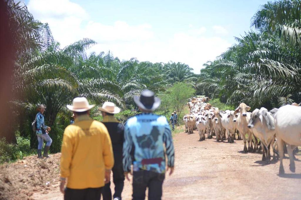 Lokasi peternakan sapi yang dikembangkan melalui program Sistem Integrasi Kelapa Sawit-Sapi Berbasis Kemitraan Usaha Ternak Inti Plasma atau Siska Kuintip di Satui, Kabupaten Tanah Bumbu, Kalimantan Selatan, Sabtu (18/3/2023).