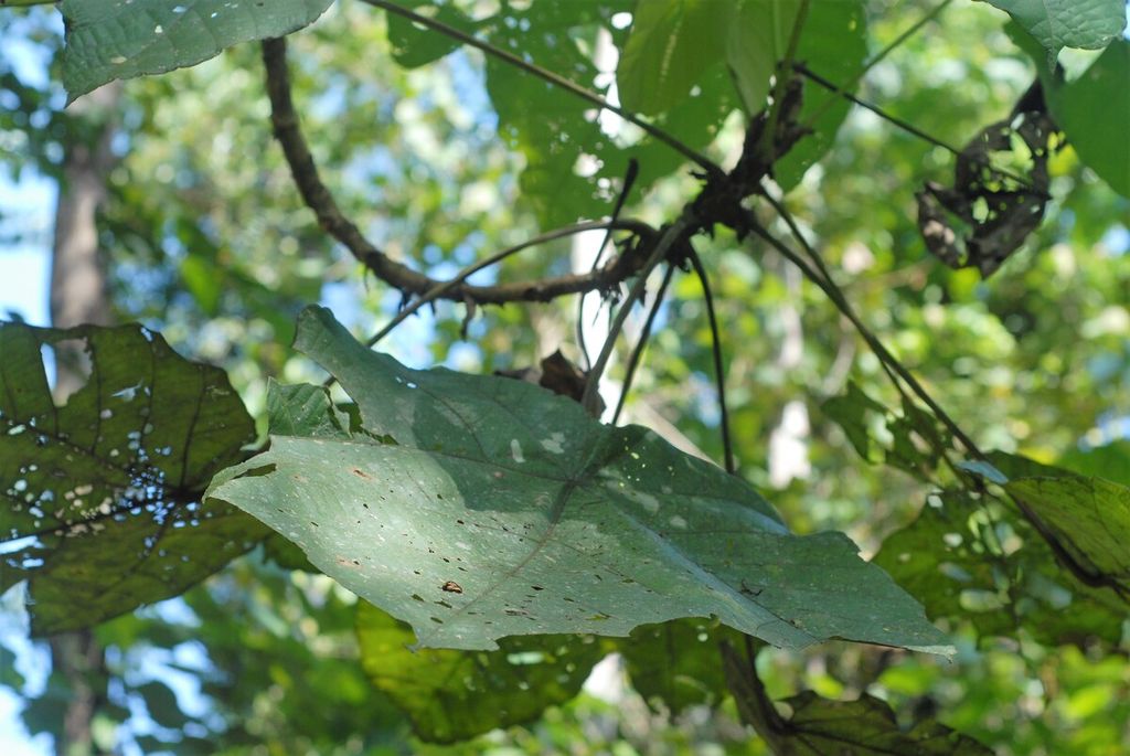Sengkubung (<i>Macaranga gigantea</i>), tanaman obat di Taman Nasional Bukit Duabelas, Jambi, Sabtu (2/7/2022). Hasil uji famakologi menunjukkan tanaman mengandung flavonoid, saponin, polifenol, dan antraquinon yang sangat baik untuk kesehatan.