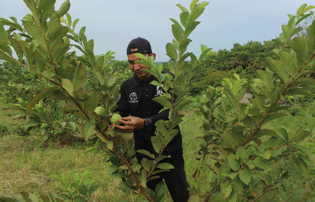 Anggota Kelompok Tani Hutan (KTH) Aper Sejahtera memeriksa buah jambu kristal di kawasan hutan produksi di Desa Saing Prupuk, Kecamatan Batu Engau, Kabupaten Paser, Kalimantan Timur, Selasa (22/3/2022). 