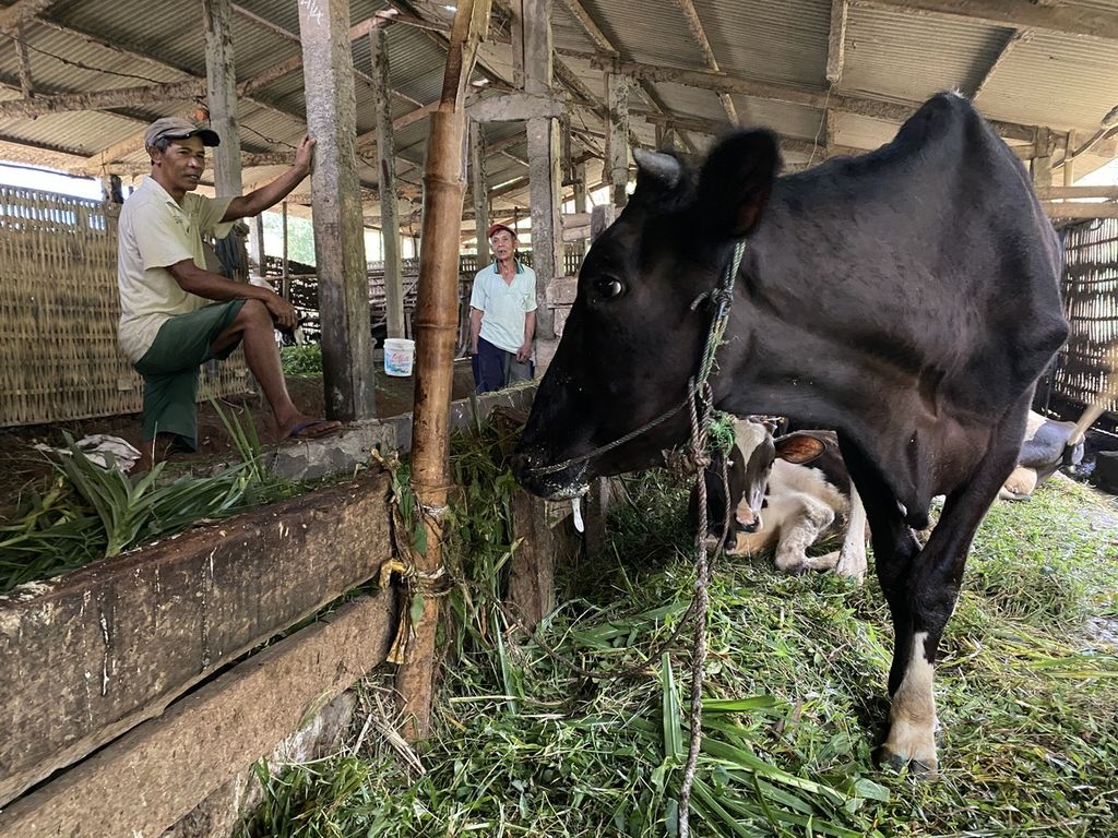 Peternak menunggui sapi-sapinya yang terpapar PMK di sebuah kandang komunal di Kabupaten Semarang, Jawa Tengah, Kamis (2/6/2022).
