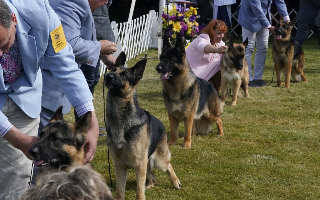 Anjing-anjing ras <i>german shepherds</i> bersiap dalam penjurian di acara Westminster Kennel Club Dog Show ke-146 di Lyndhurst Mansion, New York, Amerika Serikat, Senin (20/6/2022). 