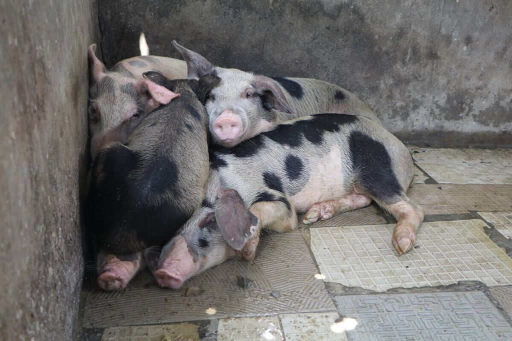 Ternak babi yang diduga terjangkit penyakit kolera babi tampak meringkuk di Desa Helvetia, Kecamatan Sunggal, Kabupaten Deli Serdang, Sumatera Utara, Rabu (6/11/2019).