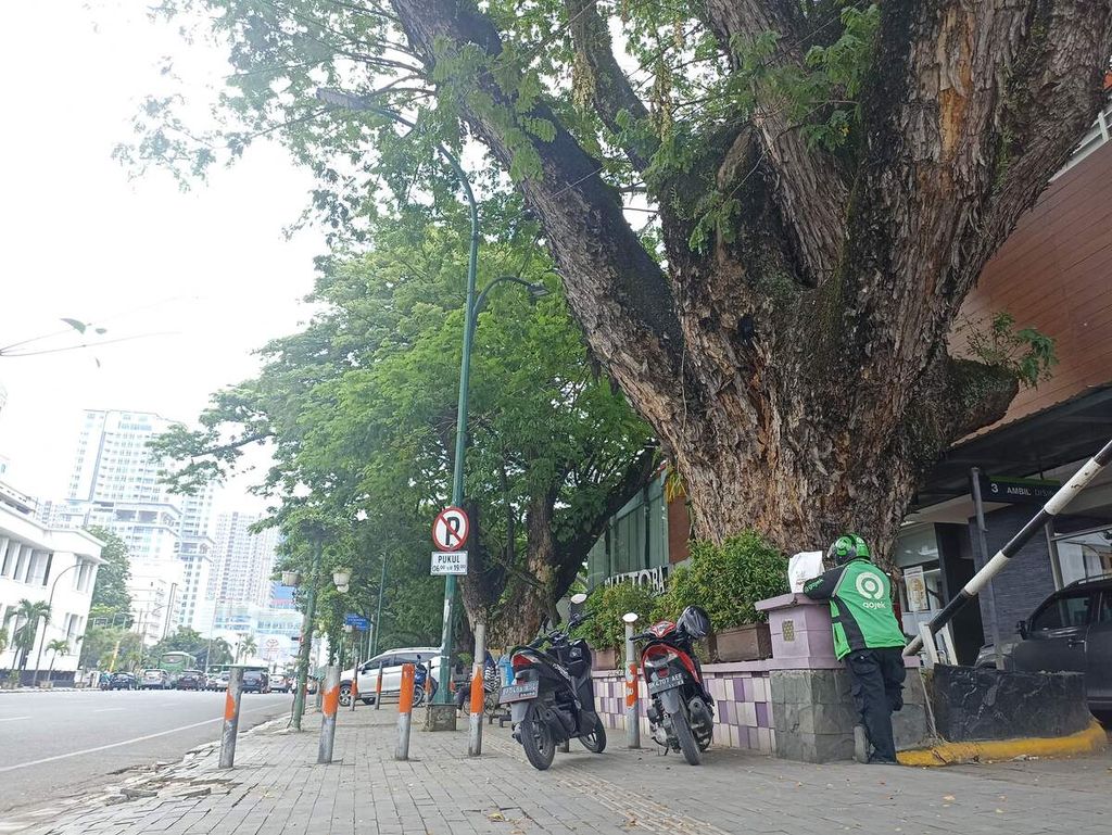 Pohon trembesi berusia 140 tahun tampak di sekeliling Lapangan Merdeka Medan, Sumatera Utara, Sabtu (4/6/2022). Trembesi itu menjadi memori sejarah karena ditanam bersamaan dengan pembukaan Lapangan Merdeka Medan pada 1880.