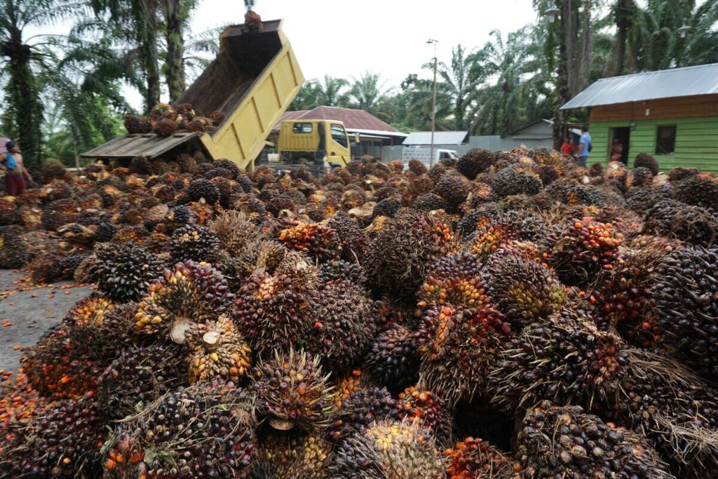 Kelapa sawit di tempat penjualan di Kabupaten Nagan Raya, Aceh, sebelum diangkut ke pabrik kelapa sawit, Juni 2018.