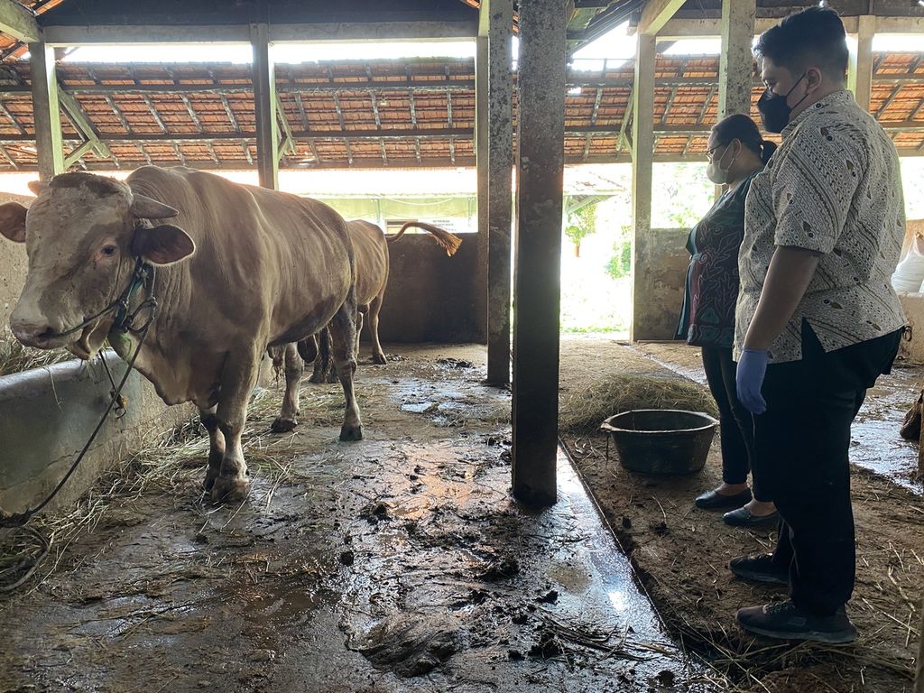 Petugas mengamati kuku sapi yang ada di Rumah Pemotongan Hewan Penggaron, Kecamatan Pedurungan, Kota Semarang, Jawa Tengah, Kamis (12/5/2022). Pemeriksaan rutin dilakukan pada hewan-hewan yang masuk tempat itu sebagai antisipasi penyebaran penyakit mulut dan kuku.