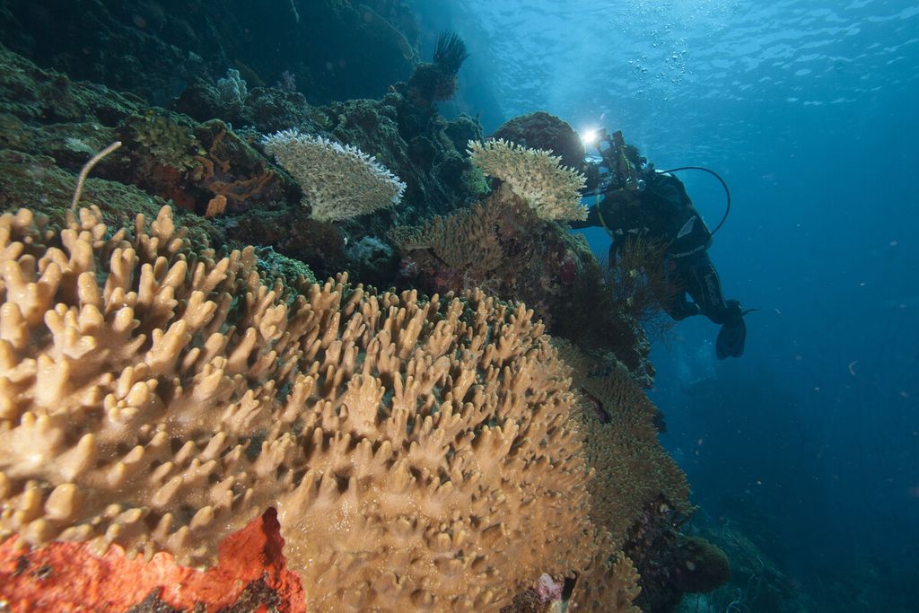 Pesona alam bawah laut yang sayang jika tidak diabadikan di Tanjung Mangguar, Kabupaten Nabire, Papua, Senin (14/72017). 