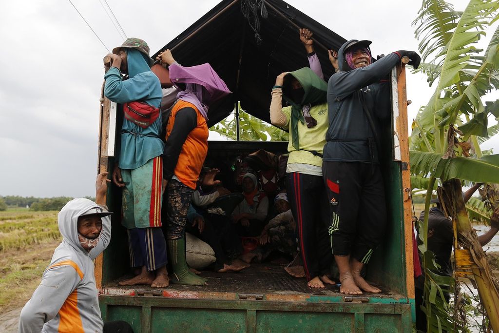 Buruh borongan asal Ngrambe, Ngawi, Jawa Timur, hendak pulang setelah memanen padi di Desa Pelem Gadung, Karangmalang, Sragen, Jawa Tengah, pada musim panen raya yang pertama, Rabu (1/3/2023). 