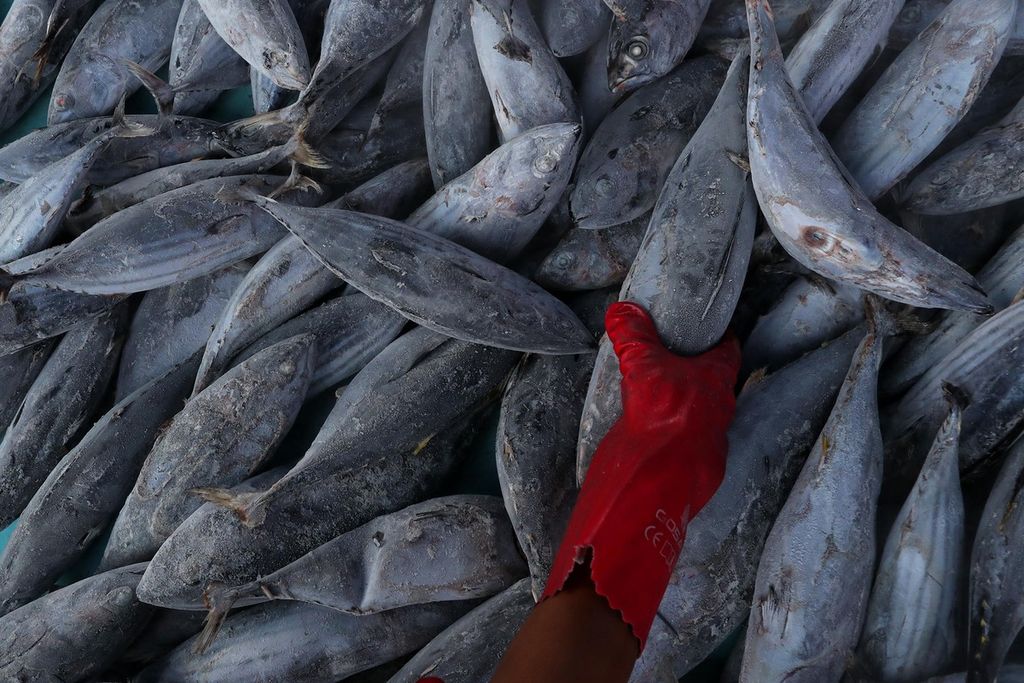 Pekerja memilih ikan tuna berdasarkan ukurannya di Pelabuhan Perikanan Samudera Nizam Zachman, Muara Baru, Jakarta, Jumat (17/9/2021). Pemerintah segera memberlakukan sistem kontrak penangkapan ikan bagi industri perikanan. Sistem itu merupakan bagian dari kebijakan penangkapan terukur dan berkelanjutan. 