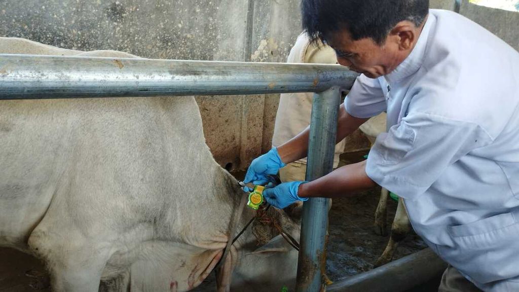 Petugas dari Dinas Ketahanan Pangan dan Pertanian Kota Bogor, Jawa Barat, memeriksa kesehatan hewan ternak di Rumah Pemotongan Hewan Bubulak, Rabu (29/6/2022). Hewan ternak itu akan mendapatkan vaksin penyakit mulut dan kuku dosis pertama.