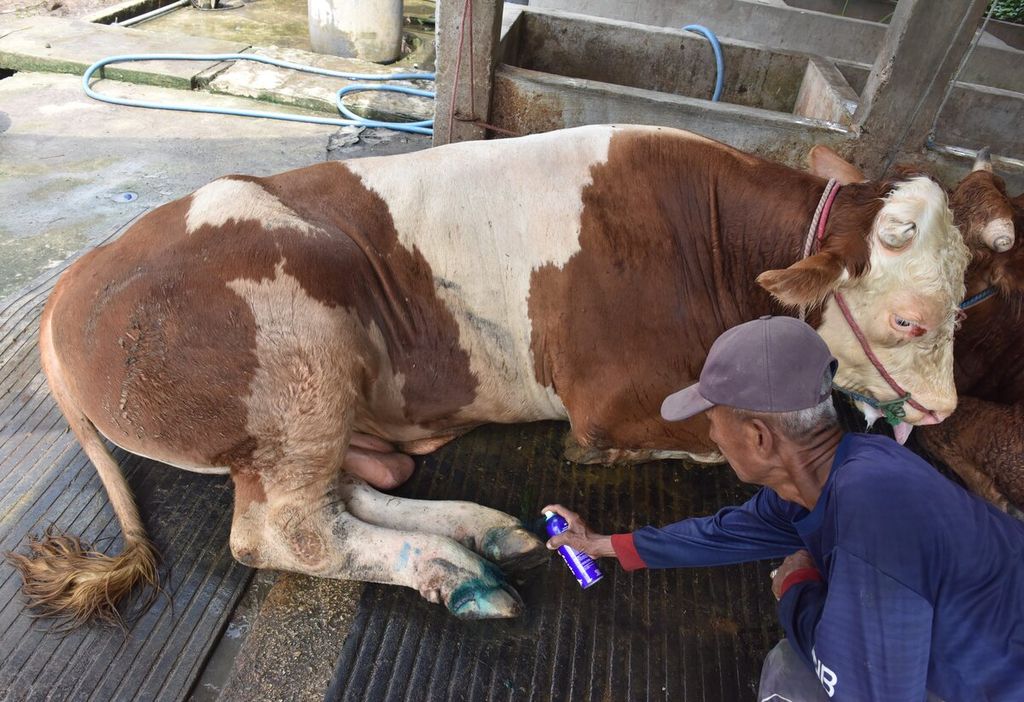 Winarto menyemprotkan cairan ke kuku sapi yang terjangkit penyakit mulut dan kaki di Desa Sembung, Kecamatan Wringinanom, Kabupaten Gresik, Jawa Timur, Rabu (11/5/2022). 