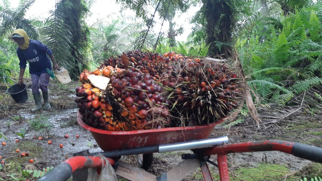 The harvested oil palm fruit bunches are ready to be transported onto trucks, as well as loose fruit. On Monday (24/7/2023), a female laborer was seen collecting loose oil palm fruit.