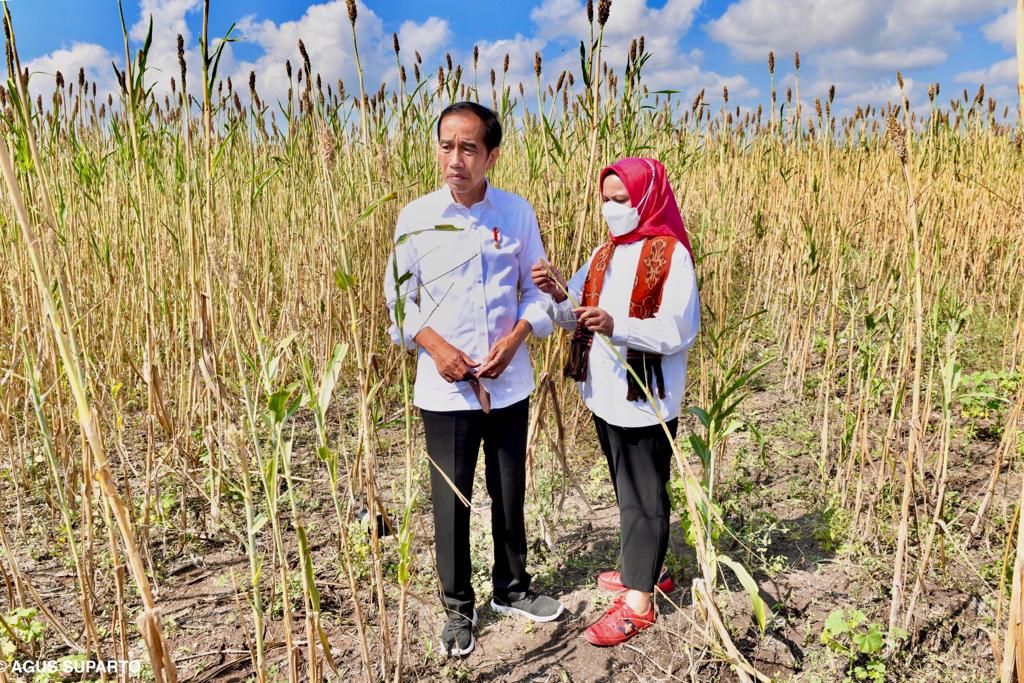 Presiden Joko Widodo didampingi Nyonya Iriana meninjau ladang sorgum di Kabupaten Sumba Timur, Nusa Tenggara Timur, Kamis (2/6/2022).