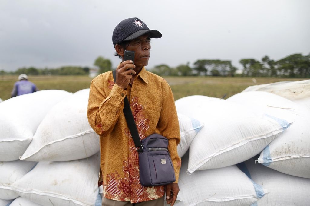 Penebas padi, Jumangin, memantau kerja buruh borongan yang sedang memanen padi, di Desa Pelem Gadung, Karangmalang, Sragen, Jawa Tengah, pada musim panen raya 1 Maret 2023. 